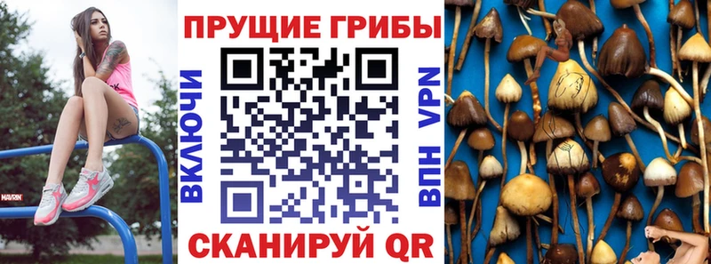 купить наркотик  Фокино  omg онион  Галлюциногенные грибы Psilocybine cubensis 